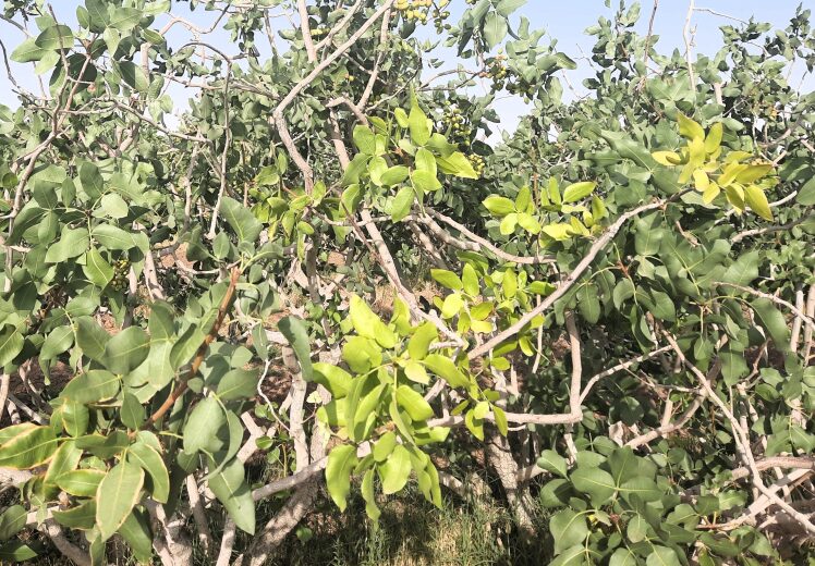اگر رگبرگ سبزه ولی برگ زرده، این مطلب را حتماً بخوانید