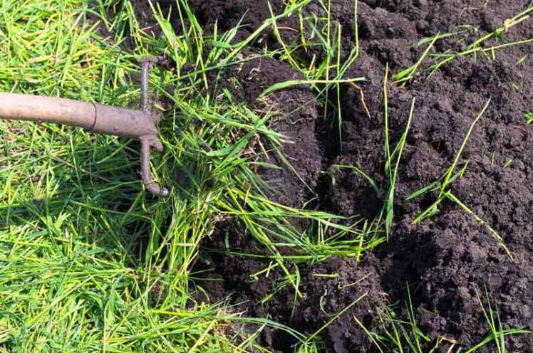 !If Fertilizers Are Expensive, Don’t Miss This Natural Alternative