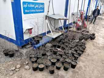 Tree Planting in the Worksite Area